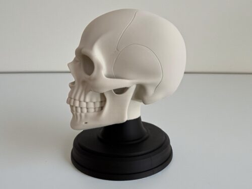 Human Skull with Stand