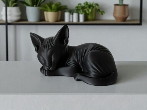 Sleeping Sphynx Baby Cat Cute Sphynx Adorable Cat
